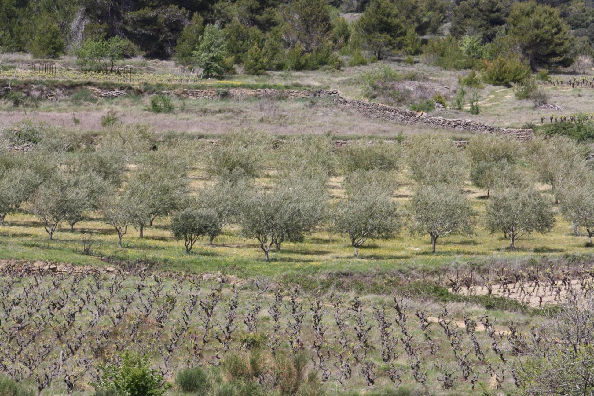 Domaine D'Azeou Guest House Laure-Minervois Exterior foto